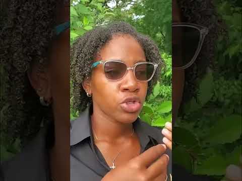 Hibiscus for Skincare: Slow Aging & Purify Skin #shorts
