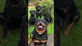 Rottweiler: Loyal, Strong, and So Lovable! #shorts #shortsfeed #rottweiler #rottweilerpuppy