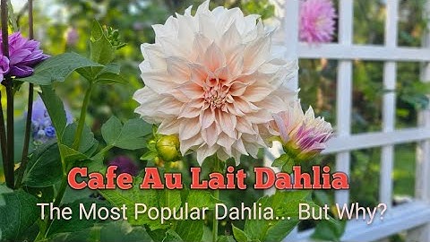 Thumbnail of Cafe Au Lait Dahlia 2024 Review And Why It's Popular?
