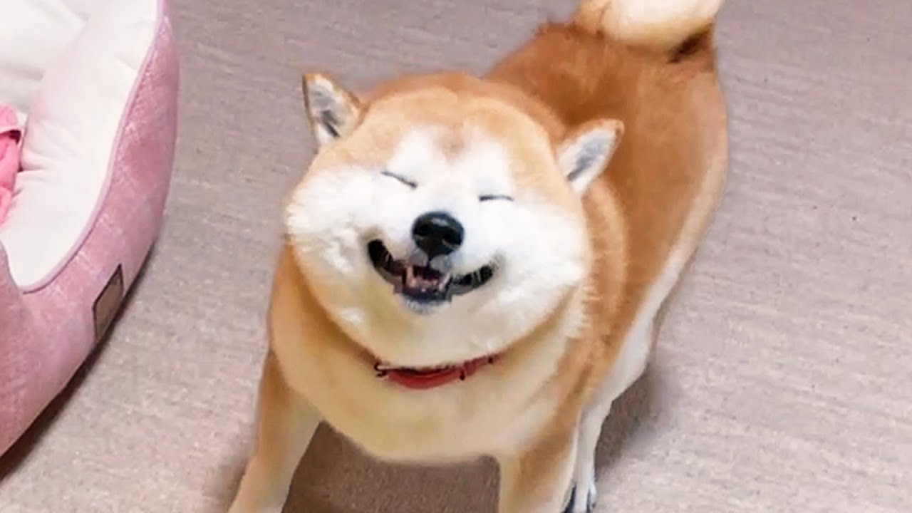 Shibe smiles best before sneezing - YouTube