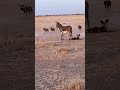 Donkey vs Wild Dogs: The Most Unexpected Instant Regret