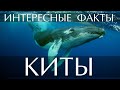 Интересные факты о Китах