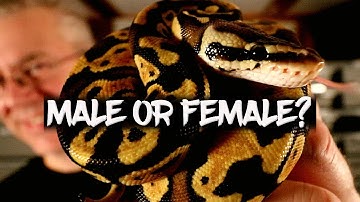 Going Through my Hatchlings - Male or Female?