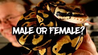 Celebrity Going Through my Hatchlings - Male or Female? Wealth