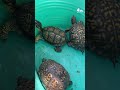 More than 150 turtles illegally dumped in NJ town. Is a black market reptile ring responsible?