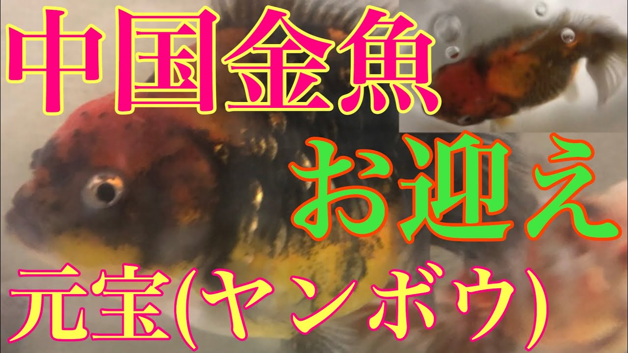 ヤフオクの金魚 中国金魚の元宝 ヤンボウ がついに我が家にやってきた Youtube
