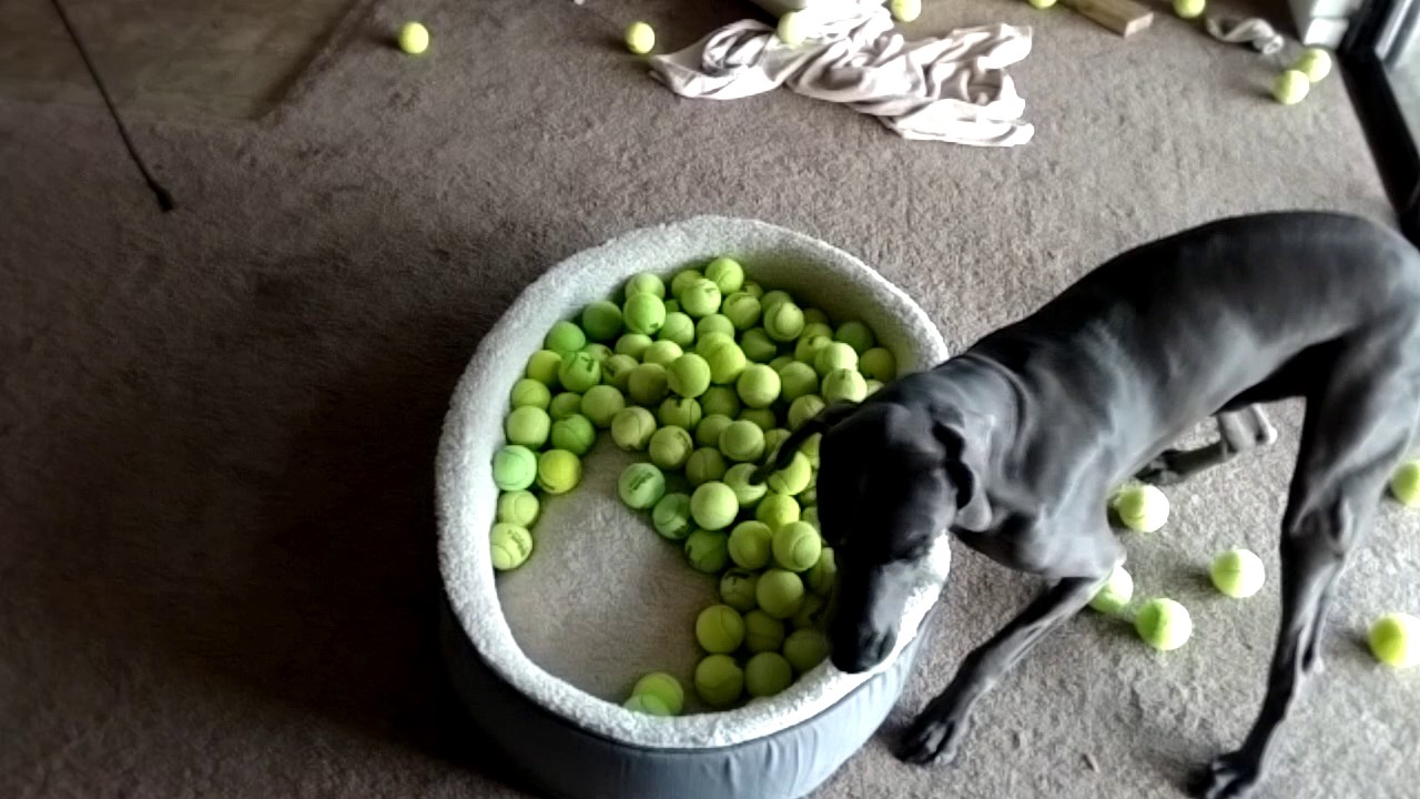 Crazy Weimaraner in slow motion destroying tennis balls.