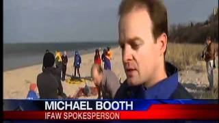 nine dolphins stranded 5pm
