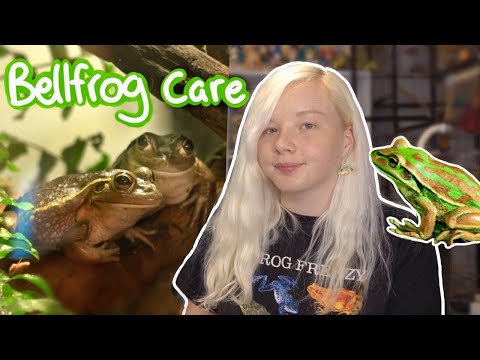 How to Care for Bell Frogs! (Updated Care Guide)