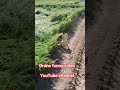 drone funny video YouTube channel