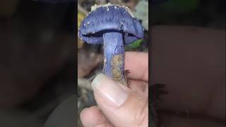 Which one was your favorite?? Mushroom Finds from a Day in the Appalachian Foothills 🍄