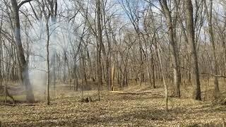 Tree service with exploding targets!!