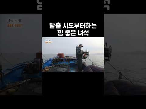 제철 맞은 주꾸미의 때깔 #shorts