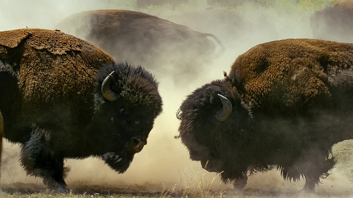 Bison Fight for Mating Rights | BBC Earth - DayDayNews
