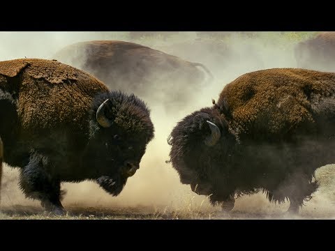 Video: Söt Bison