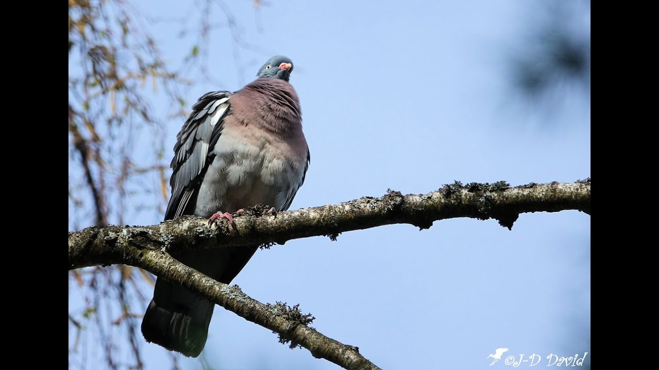 Chasse Au Pigeon Ramier Dans La Somme