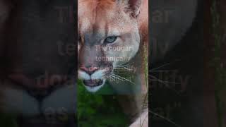 Despite being large cats, cougars do not typically fall within the big cats category.