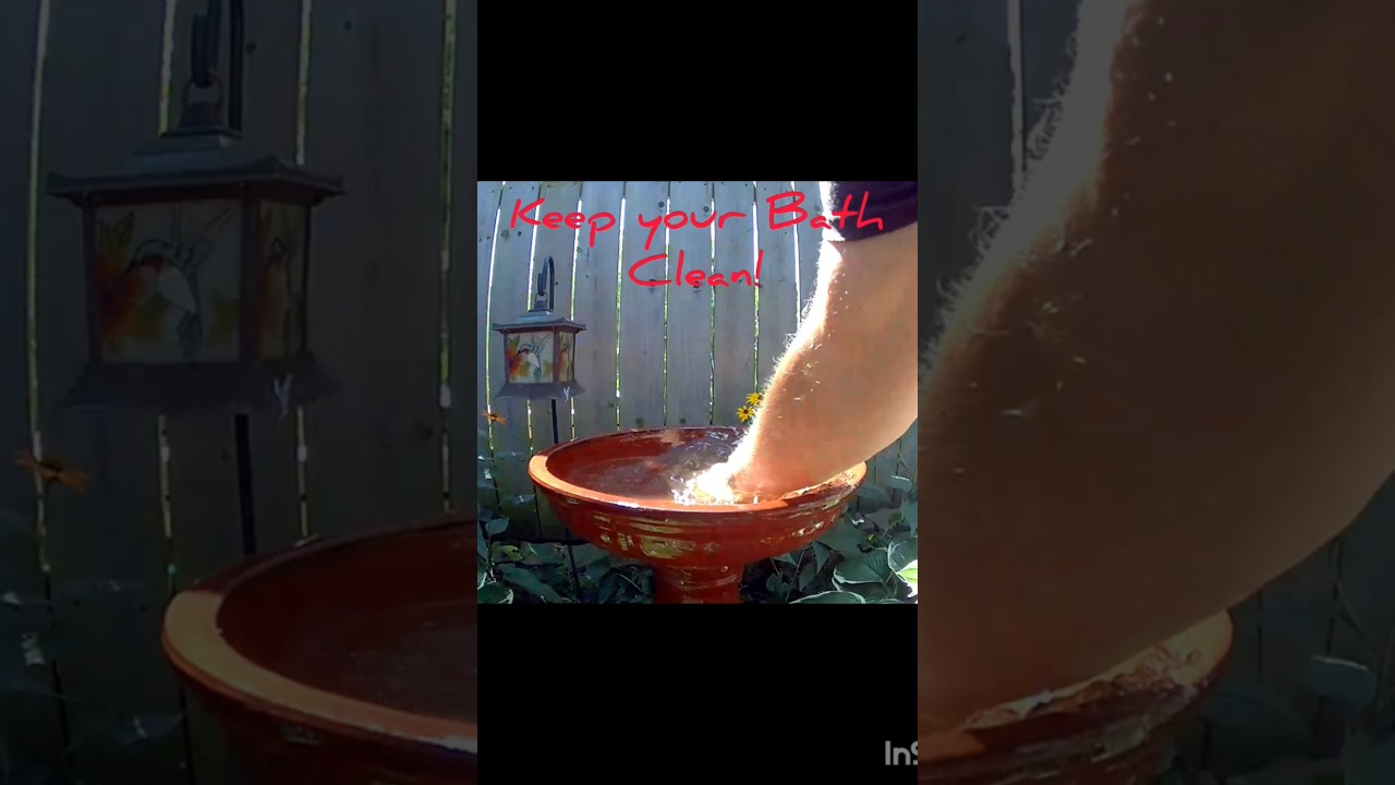 Keep your birdbath clean