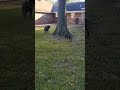 (Prime &amp; Rayvn) Touch me Tease me,  #migos #viralshort #dogplaying
