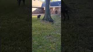 (Prime &amp; Rayvn) Touch me Tease me,  #migos #viralshort #dogplaying