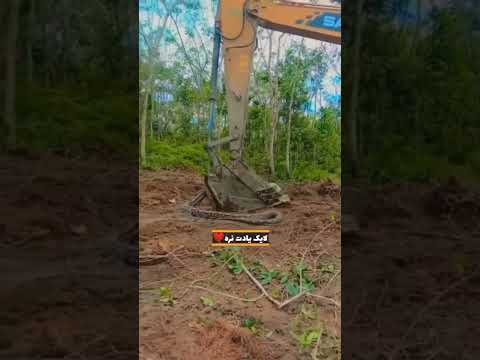 مار آناکوندا