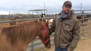 Wild horses gathered from Soda Fire Available for Adoption