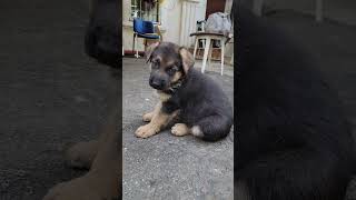 Cute fat German Shepherd puppies 1.5 months old and their beautiful big mother Athena. Odesa Ukraine by МИЛЫЕ ПИТОМЦЫ CUTE PETS 977 views 5 months ago 1 minute, 6 seconds