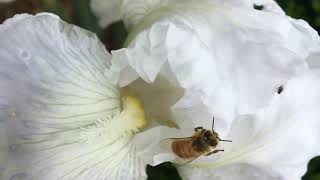 Honey Bee on Immortality Iris(Iris Germanica-Immortality)