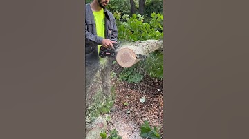 Echo 2511 ported by Red Beard Saws ripping some Rock hard maple