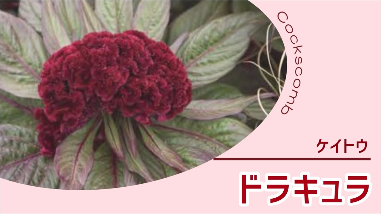 鶏頭・ドラキュラ| 種・苗・ガーデニング用品の【タキイネット通販】