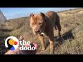 Pittie Spent 5 Months Living Alone At A Truck Stop | The Dodo Pittie Nation