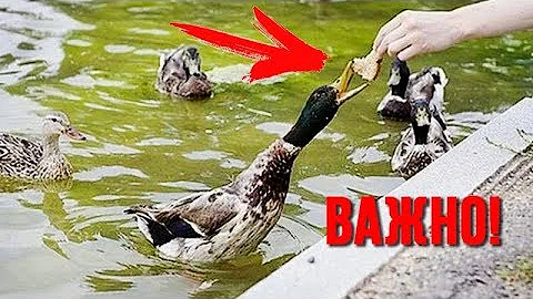 Вот почему НЕЛЬЗЯ КОРМИТЬ уточек ХЛЕБОМ!