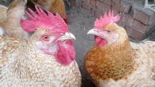видео: Обзор Царскосельских кур. картинка: Обзор Царскосельских кур.