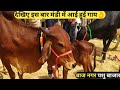 देखिए लखनऊ-हरदोई रोड पर स्थित बाज नगर पशु बाजार में इस बार आई हुई गाय सुंदर व दुधारू गाय-PashuBazaar
