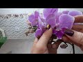 Орхидеи новинки из магазина Леруа Мерлен.