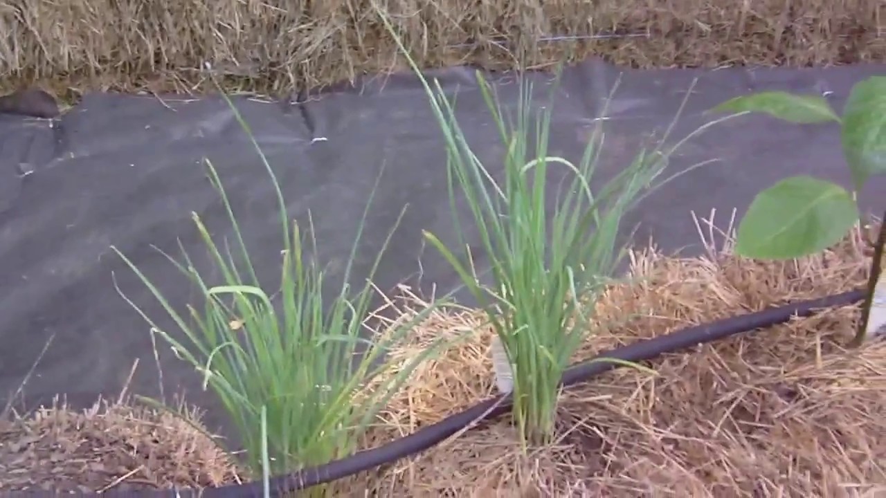 My Hay Bale Garden!!  Summer 2017