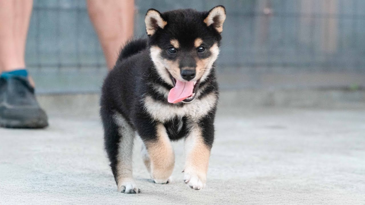 黒柴©️（感謝）/4 ID4581黒♂shiba inu puppy black male - YouTube