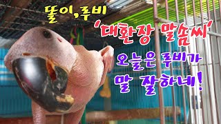 루비,엄마,똘이랑 셋이 대화를 합니다.~#대환장#앵무새tv K-parrot [연구대상똘이뷰] Korean-gray parrot#shorts