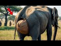 出産後、象は必死に泣きました。彼女が何をしたのかを見たとき、人々は叫びました...