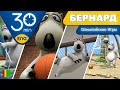 Медвежонок Бернард | Олимпийские игры | мультфильмы для детей | полные серии