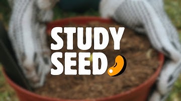 StudySeed | Google Gemini API Developer Competition