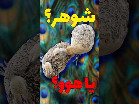 طاووسمو شوهر دادم تی تی اولین بار به عنوان شوهر اومد ولی هوو بود 