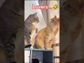 Lovely Funny cat and kitten 🥰 🤣 #cat #memes #cute #lifeisbutadream #funny #love #fyp #shorts