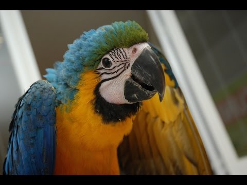Video: Cómo Averiguar El Sexo De Un Loro Cockatiel