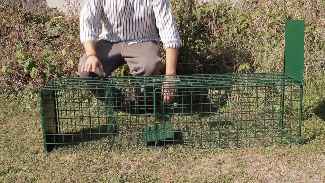 Cage Renard à Appât - Ducatillon