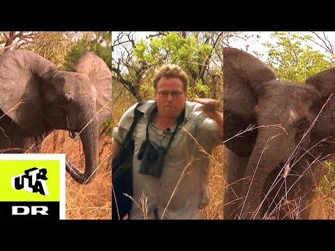 Video: Den største elefant i verden