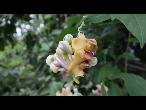 Video: Cuidado de la enredadera de caracol: información sobre el cultivo de la enredadera de caracol Vigna Caracalla