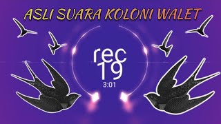 ALAMI REKAMAN SUARA KOLONI WALET DALAM RBW - #rec19
