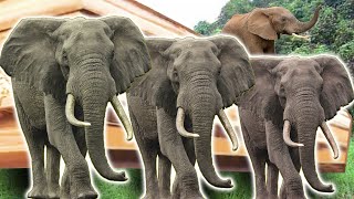 Download lagu Elephant - Coffin Dance Song (COVER)