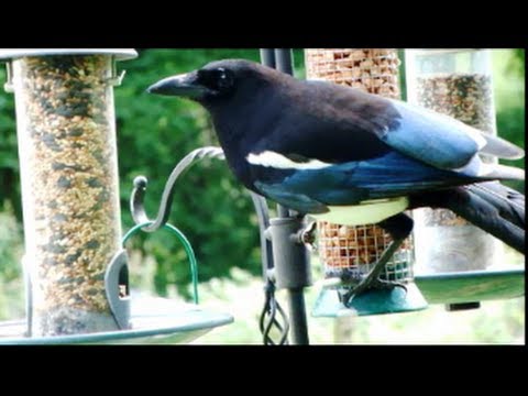 Eurasian magpie - Wikipedia